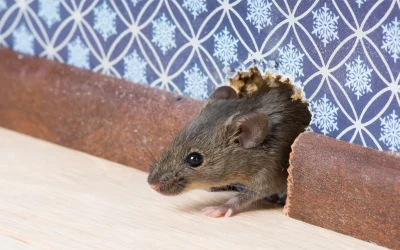 Elevating Pest Management: Why Regular Professional Service and Evolving Regulations Matter