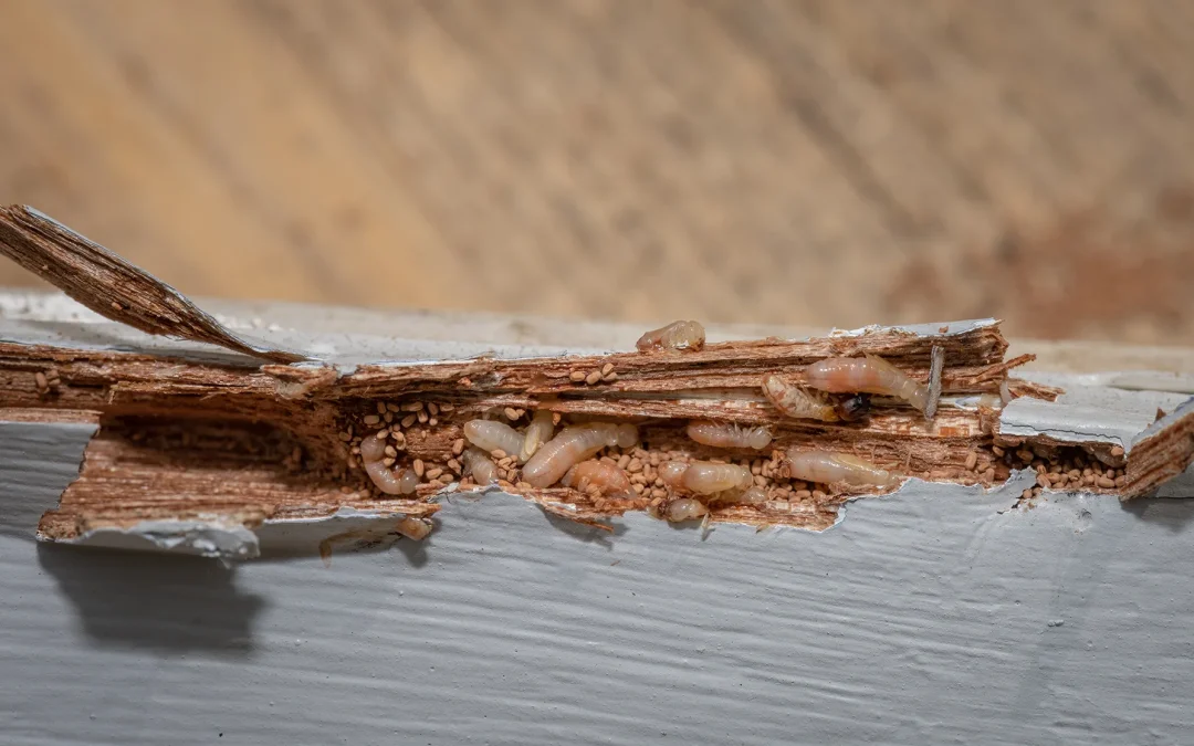 Termite Swarming Season in Tampa