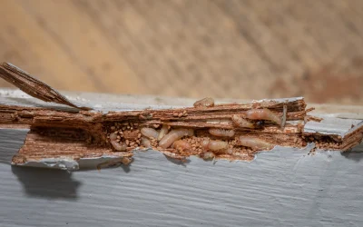 Termite Swarming Season in Tampa