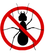Ants