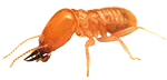 Pest