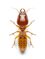 termite transp