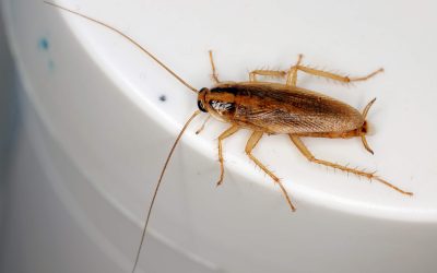 Back-to-School Pest Check: Protecting Your Tampa Bay Home from Unwanted Hitchhikers