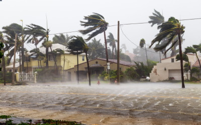 Hurricane Season & Pest Control: Essential Preparedness for Tampa Bay Properties