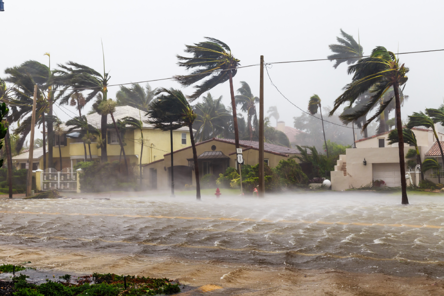 Hurricane Season & Pest Control: Essential Preparedness for Tampa Bay Properties