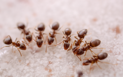 Navigating Late Summer Pest Pressures in Tampa Bay: A Proactive Approach from Pestex Services Inc.