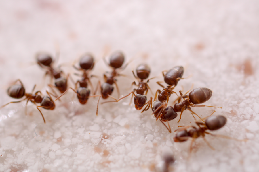 Navigating Late Summer Pest Pressures in Tampa Bay: A Proactive Approach from Pestex Services Inc.