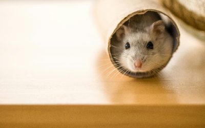 Pest Control & Conservation – Why It Matters