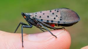 10 Creepy Bugs You’ve Probably Never Heard Of