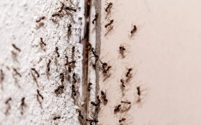 Fire Ants, Ghost Ants, and Big-Headed Ants: Florida’s Summer Ant Problem Explained