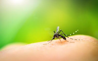 Tampa’s Rainy Season Is Coming — And So Are the Mosquitoes