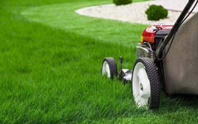 What’s Eating Your Tampa Lawn? A Guide to Florida’s Most Common Summer Lawn Pests
