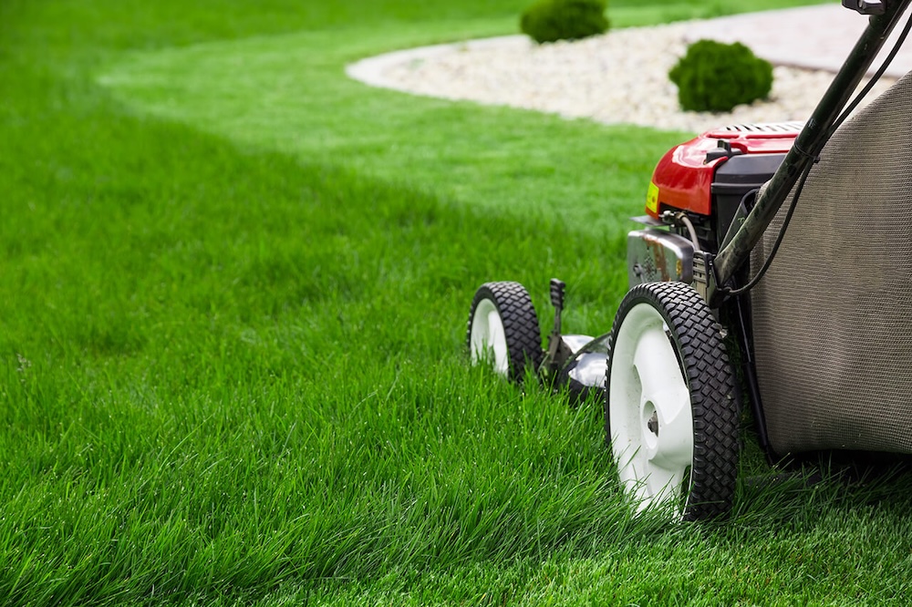 What’s Eating Your Tampa Lawn? A Guide to Florida’s Most Common Summer Lawn Pests