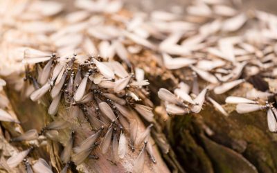 Those Wings on Your Windowsill Aren’t Just a Nuisance — They’re a Warning Sign