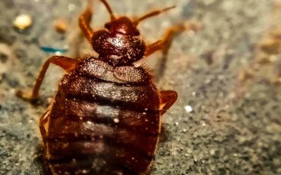 Summer Travel and Bed Bugs: A Practical Guide for Tampa Bay Families
