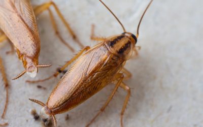 Palmetto Bugs: What Tampa Homeowners Really Need to Know About Florida’s Largest Roach