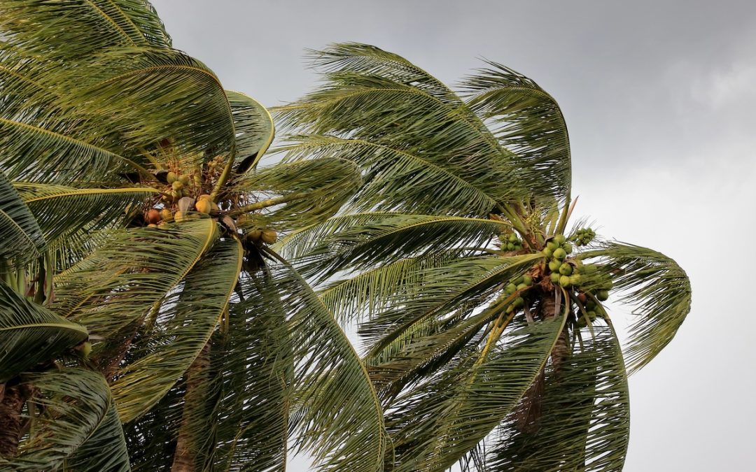 After the Storm: How Gulf Coast Hurricanes Drive Pest Pressure — And How We Respond