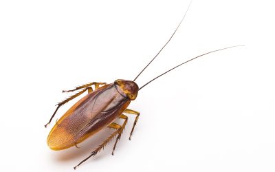 German Roaches vs. Palmetto Bugs: Why Tampa’s Two Most Common Roaches Need Two Different Approaches
