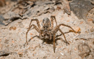 Spiders in Tampa Bay: Which Ones Actually Matter (and When to Worry)
