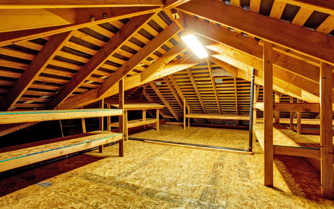 Wildlife Removal 101: What to Do When Something’s Living in Your Attic