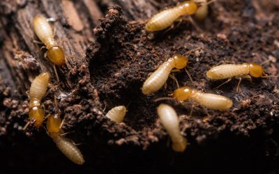 Subterranean Termites & Termidor: The Other Termite Threat Tampa Bay Homeowners Overlook